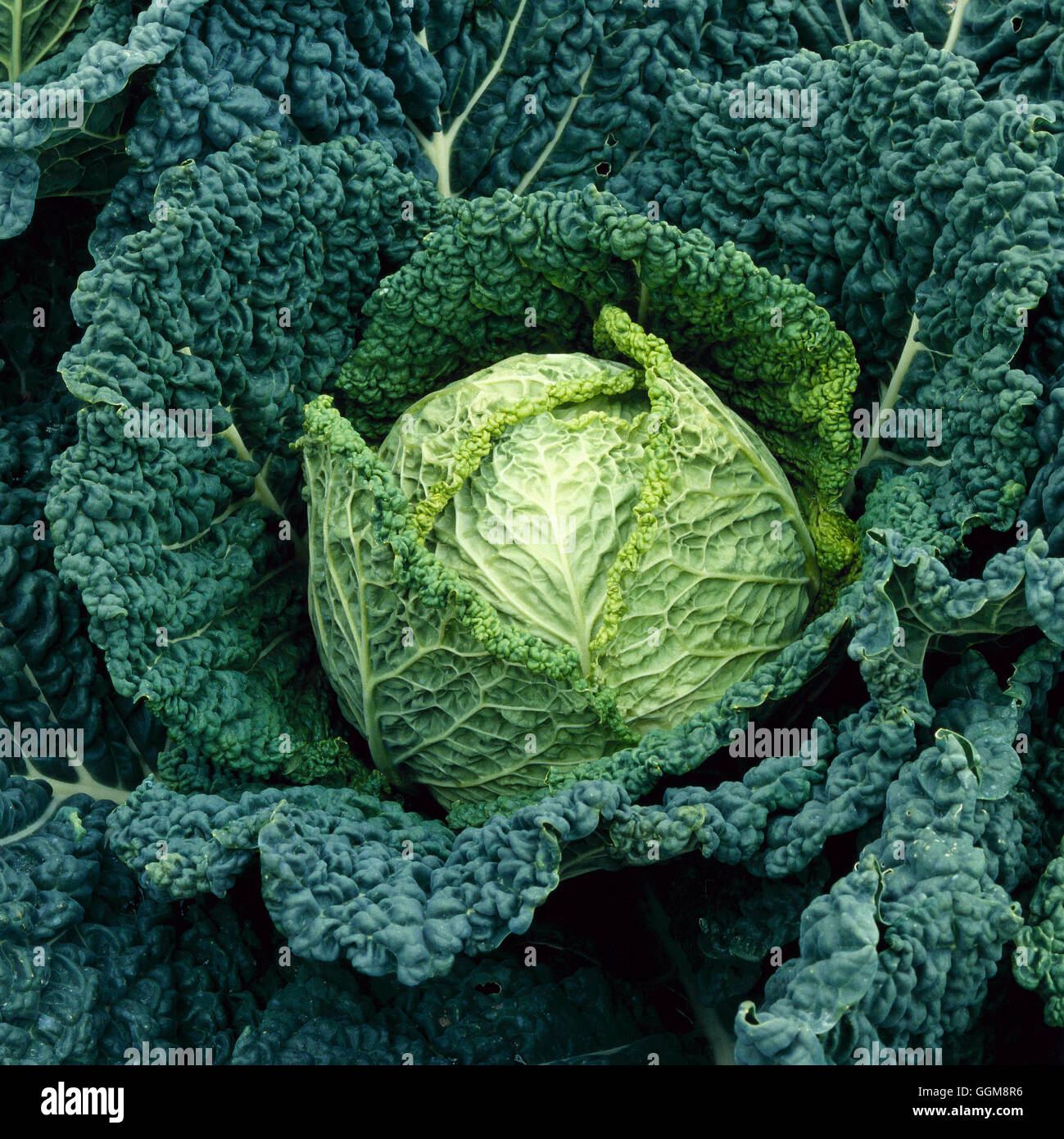 Cabbage - `Julius' F1 (Spring Savoy)   VEG002882 Stock Photo